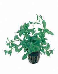 Hygrophila polysperma